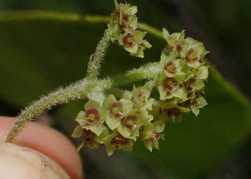 Image of Stephania abyssinica (Dill. & A. Rich.) Walp.