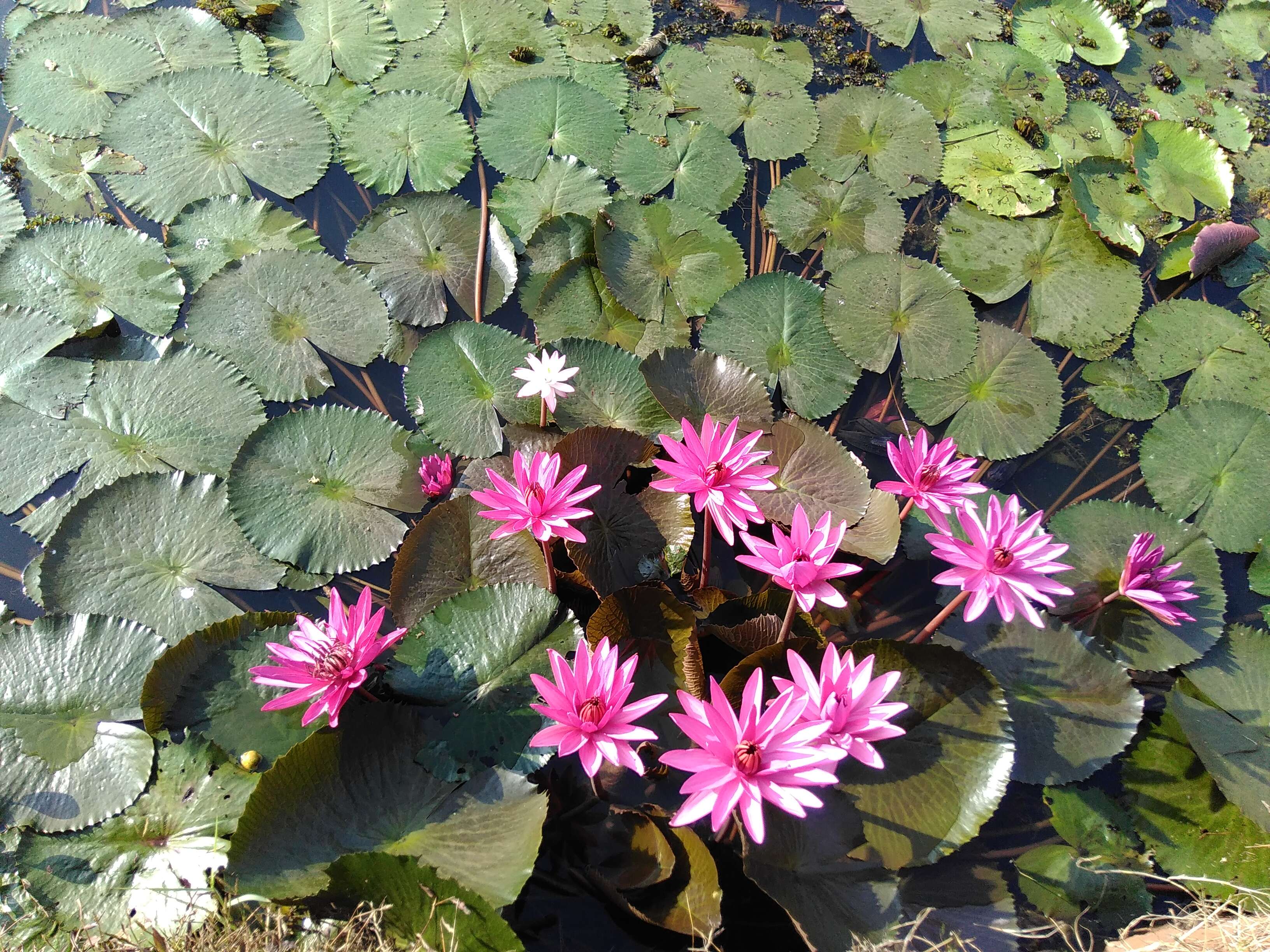 Image of blue star water-lily