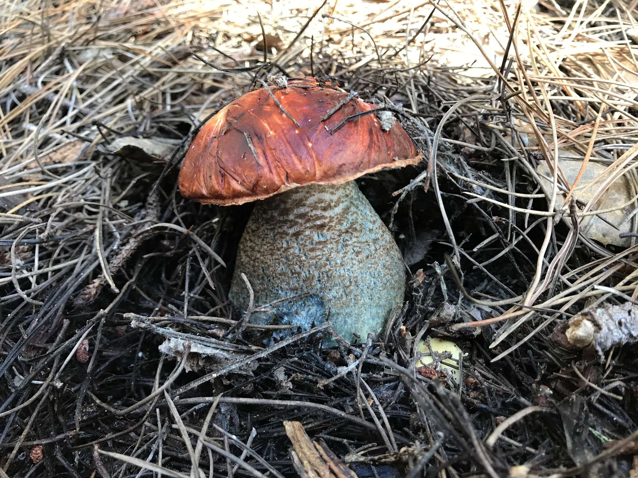 Image of Leccinum manzanitae Thiers 1971