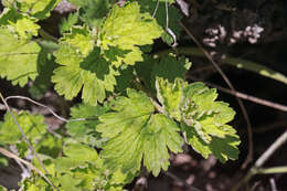 Plancia ëd Physocarpus alternans (M. E. Jones) J. T. Howell