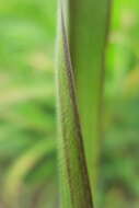 Imagem de Panicum capillare L.