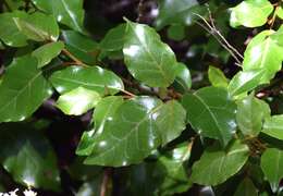 Image of Olearia avicenniifolia (Raoul) Hook. fil.