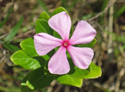 Image of Madagascar periwinkle