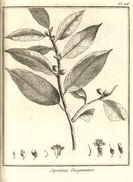 Image of sweetleaf