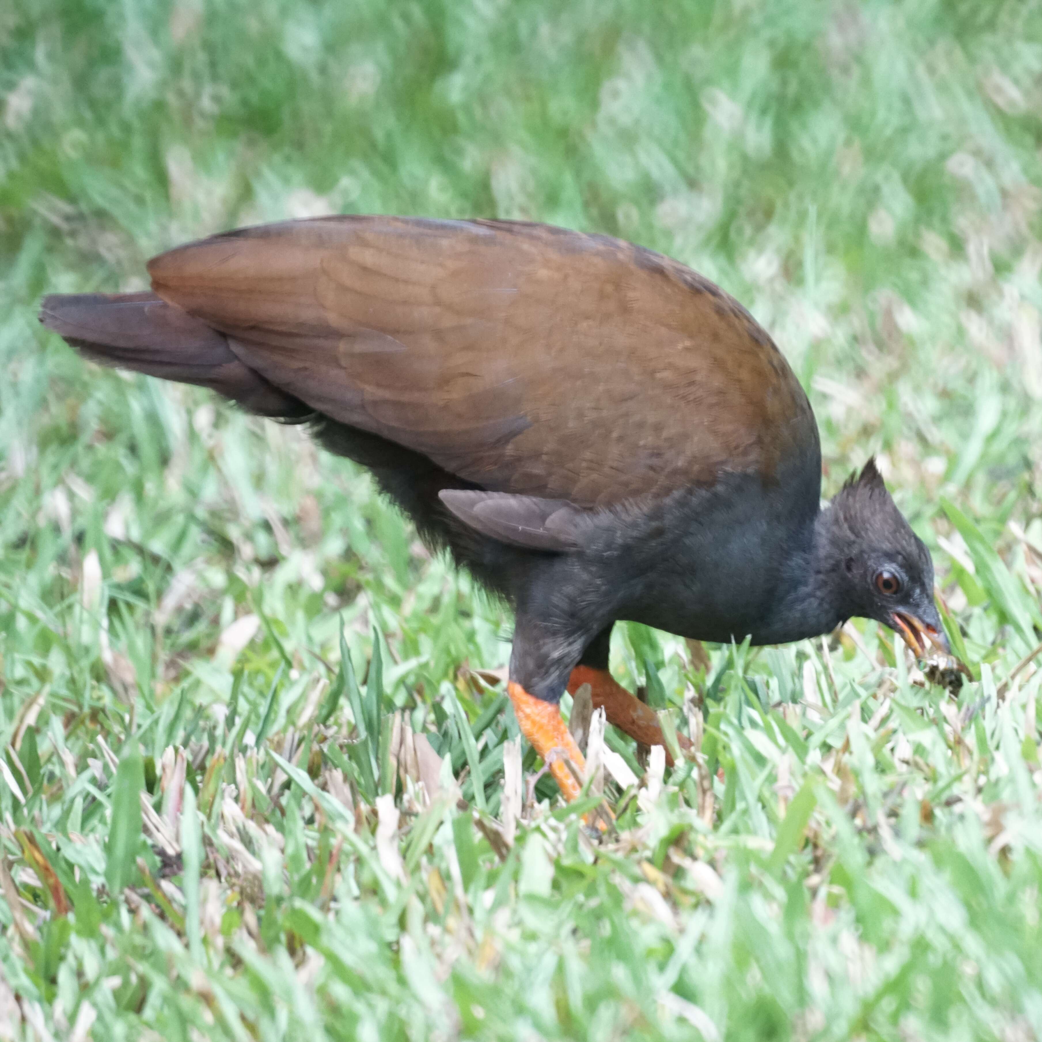 Image of Orange-footed Scrubfowl