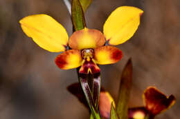 Image of Diuris porrifolia