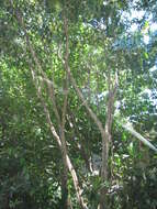 Image of parasol leaf tree