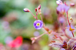 Слика од Veronica repens Clarion ex DC.