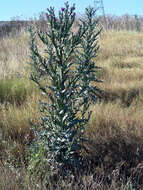 Image of Moor's Cotton Thistle