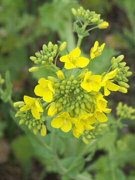 Image of Brassica rapa subsp. oleifera