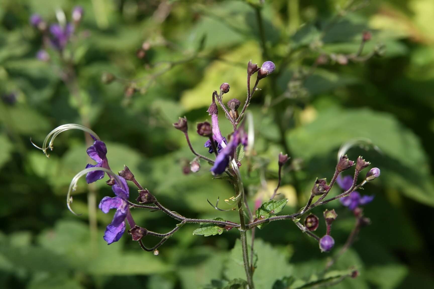 Imagem de Tripora divaricata (Maxim.) P. D. Cantino