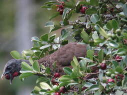 Image of Colombian Chachalaca