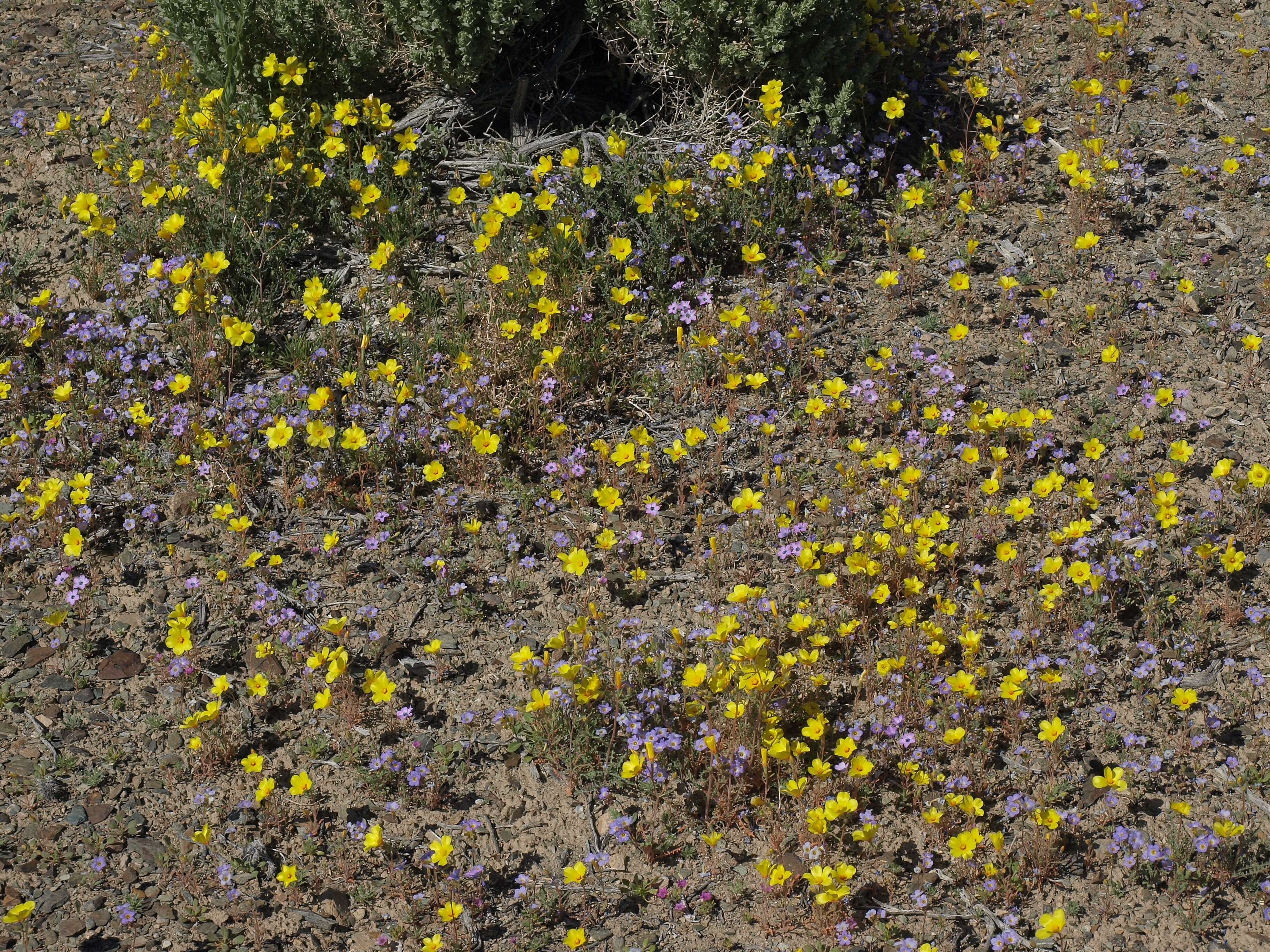 Image of shining blazingstar