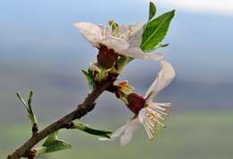 Plancia ëd Prunus subhirtella Miq.