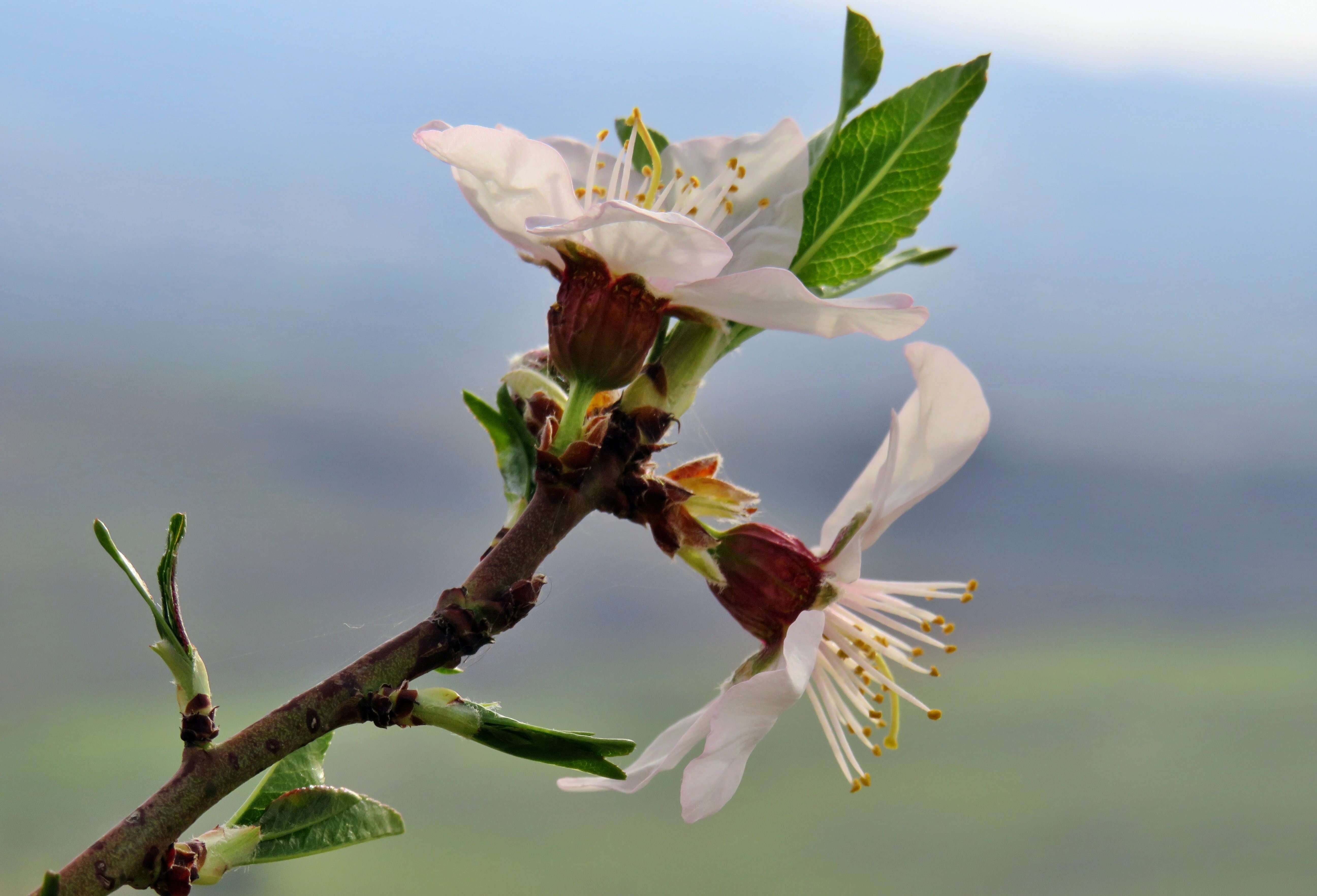 Plancia ëd Prunus subhirtella Miq.