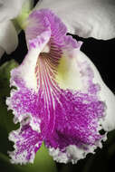 Image of Warscewicz's Cattleya