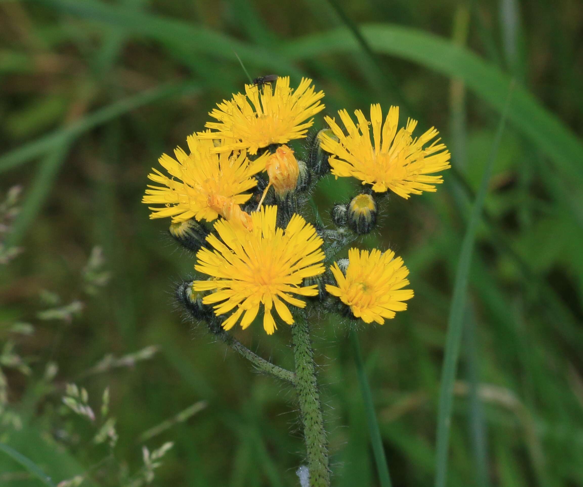 Image of Pilosella caespitosa (Dumort.) P. D. Sell & C. West