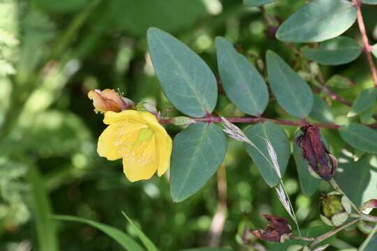 Imagem de Hypericum pseudohenryi N. Robson