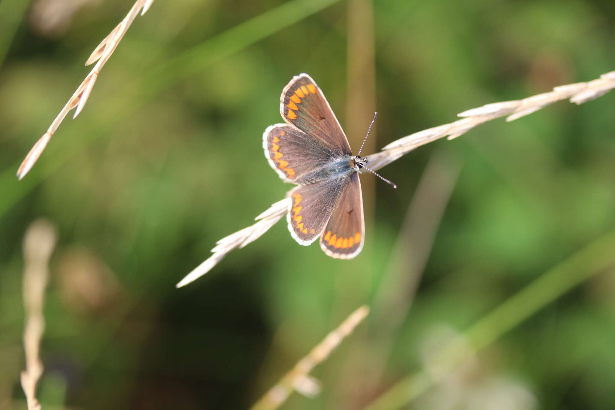 Image of brown argus