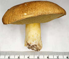 Image of Suillus variegatus (Sw.) Richon & Roze 1888