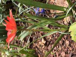 Image of Tulipa linifolia Regel