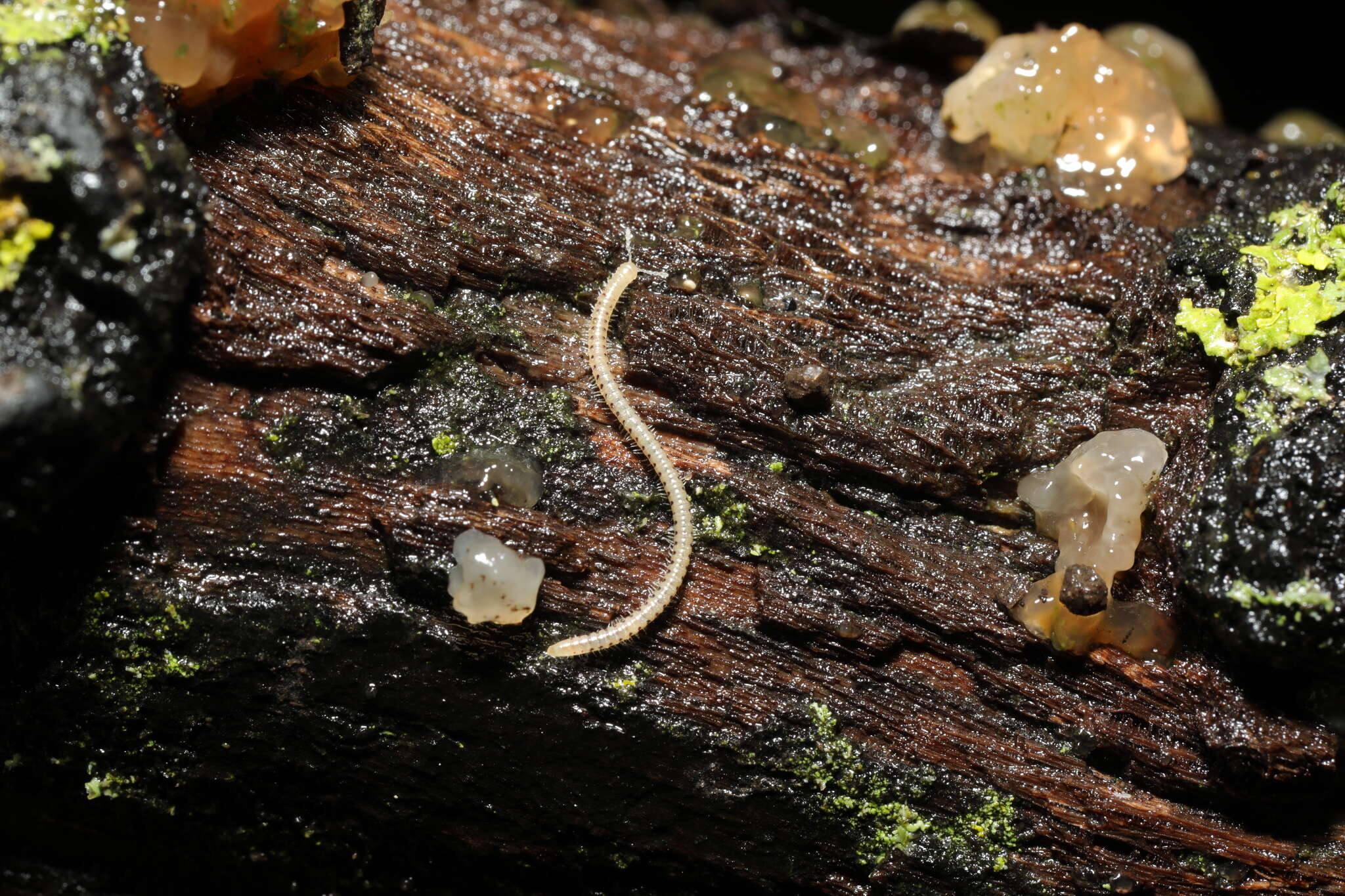 Image of Spotted snake millipede