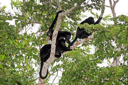 Image of Ecuadorian Mantled Howling Monkey