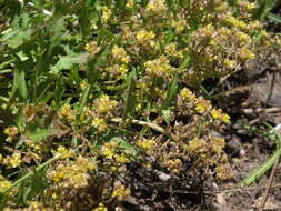 Image of bluntleaf yellowcress