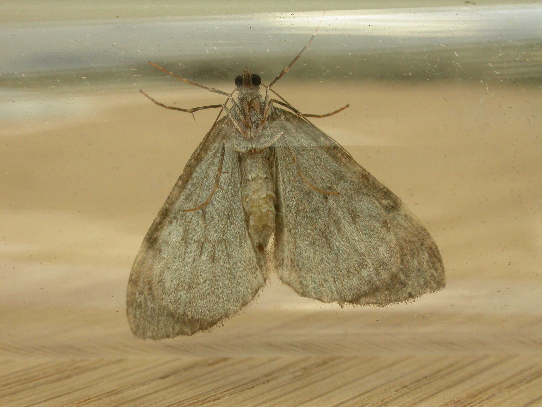 Image of common marbled carpet