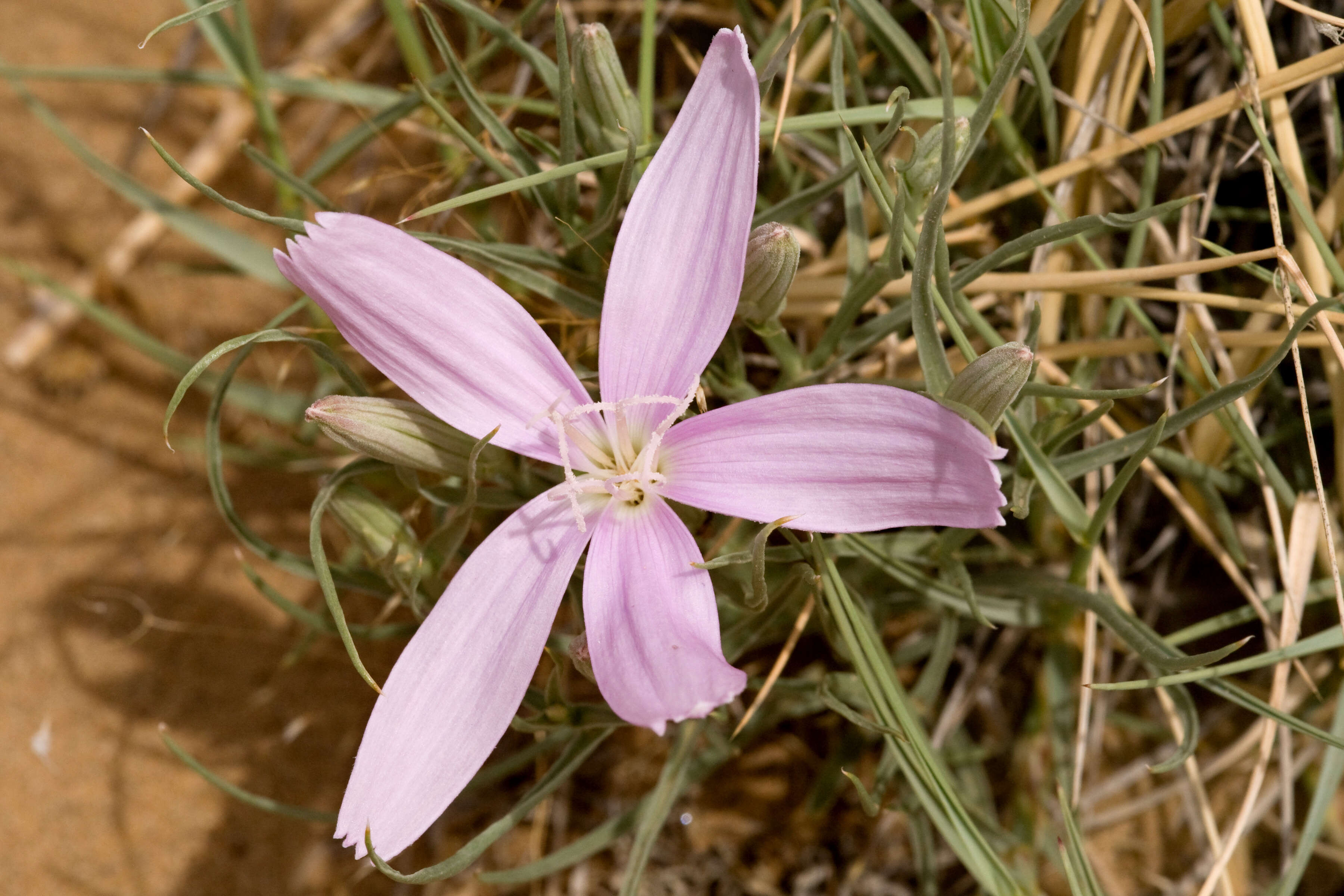 Image of skeletonplant