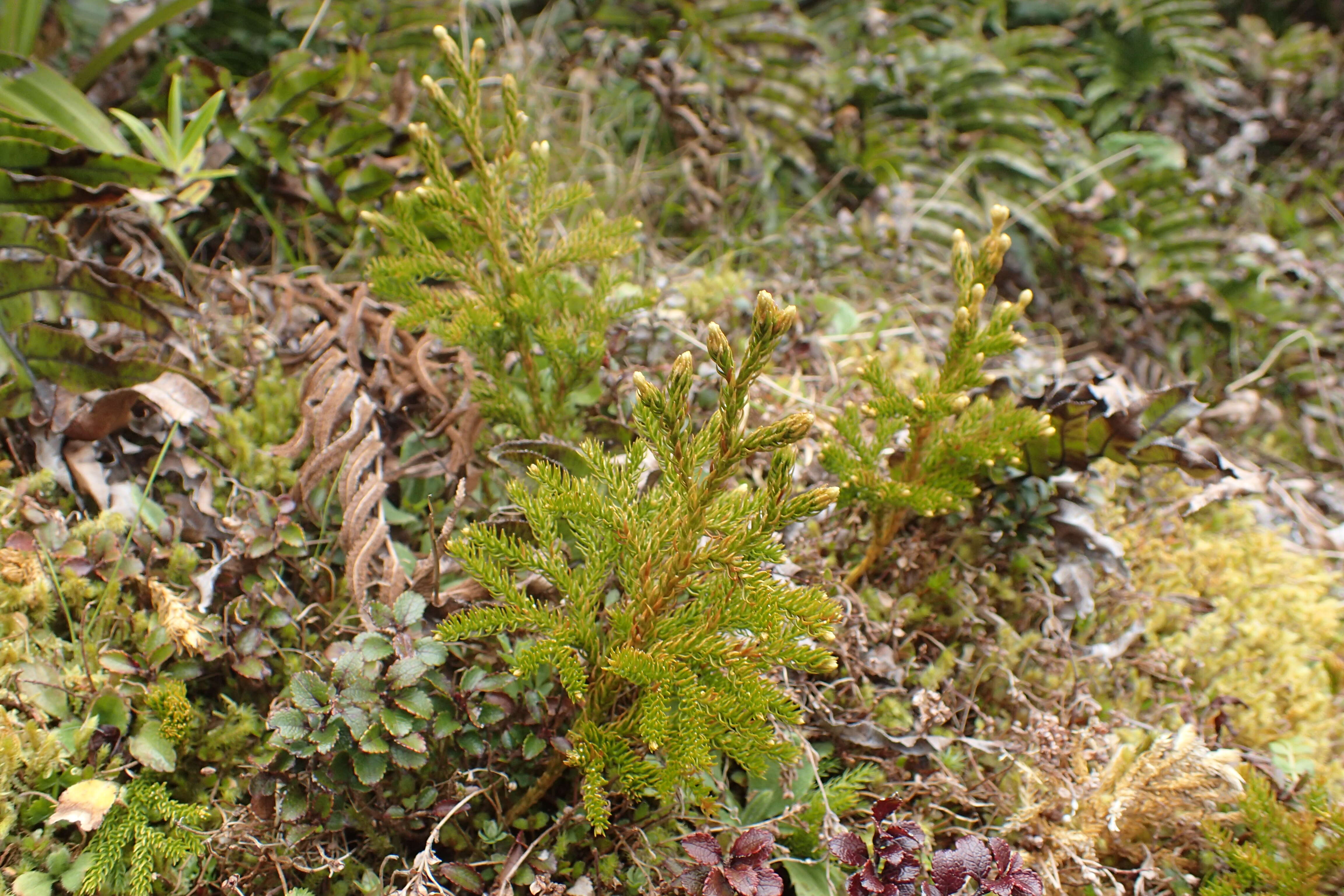 Image of Austrolycopodium fastigiatum (R. Br.) Holub