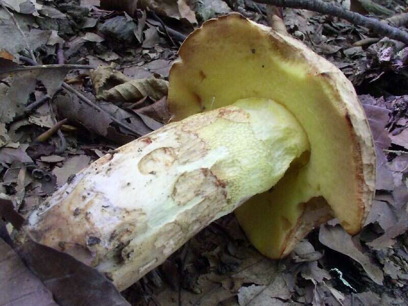 Image of Iodine bolete