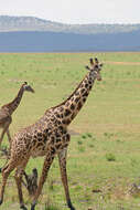 Image of Giraffe