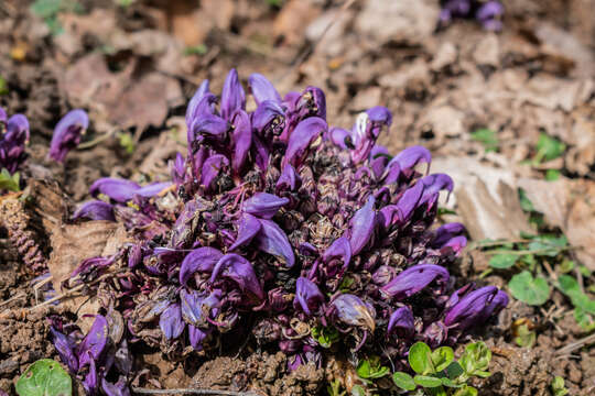 Image of Lathraea clandestina L.