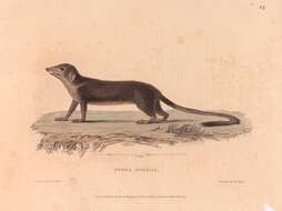 صورة Tupaia javanica Horsfield 1822