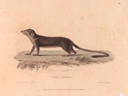 Image of Horsfield's Treeshrew