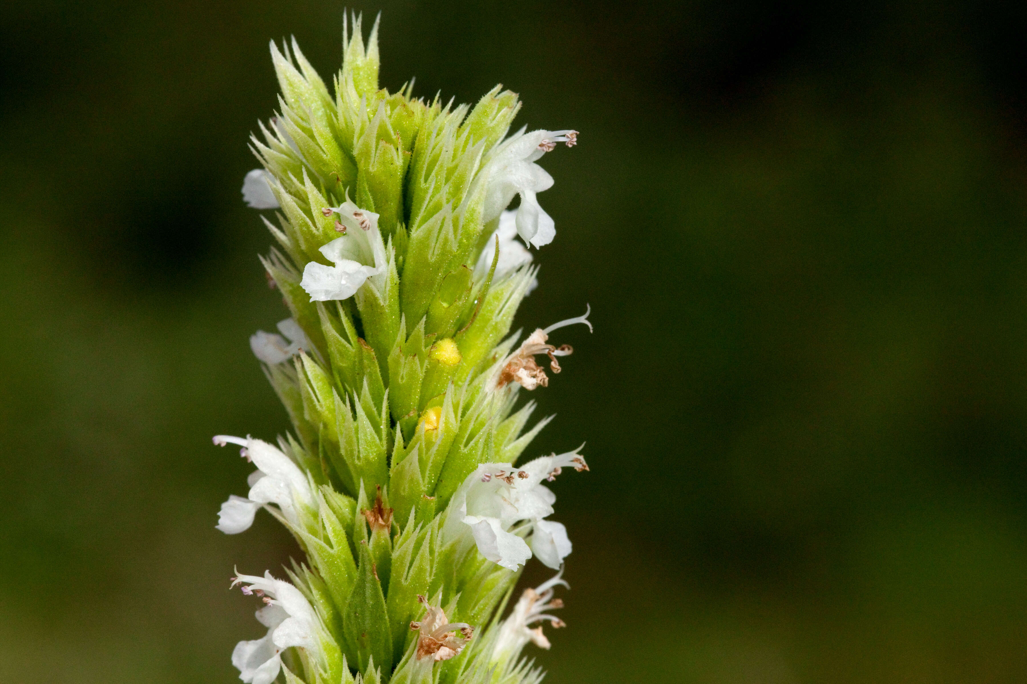 Image of Bill Williams Mountain giant hyssop