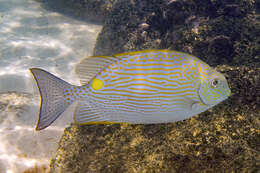 Image of Lined rabbitfish