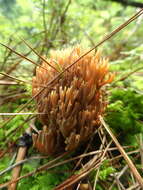 Слика од Ramaria stricta (Pers.) Quél. 1888