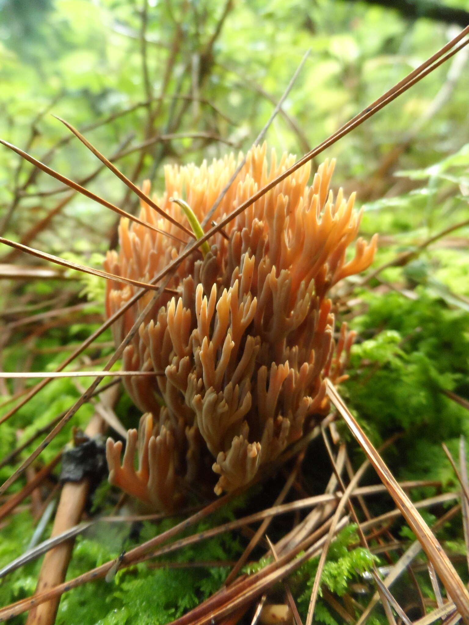 Слика од Ramaria stricta (Pers.) Quél. 1888