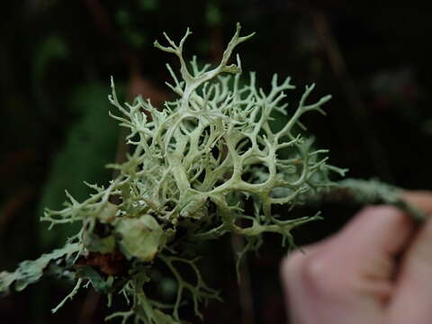 Image of ring lichen