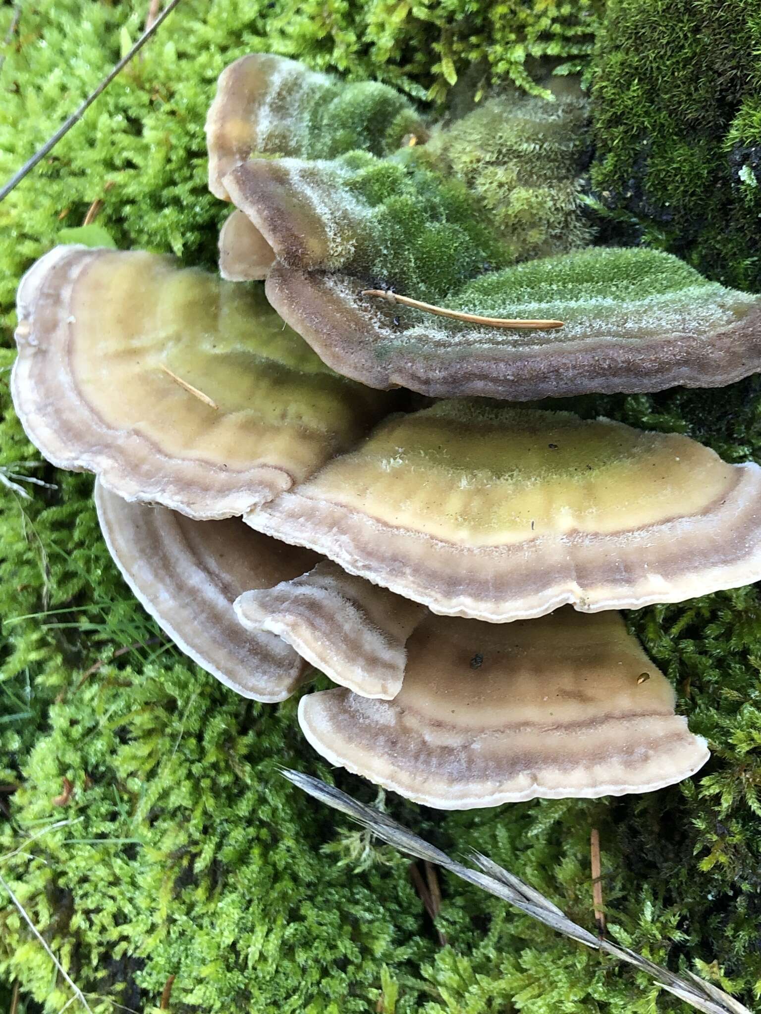 Image of Trametes hirsuta (Wulfen) Lloyd 1924