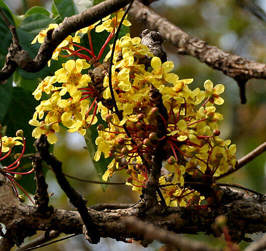 Imagem de Dillenia pentagyna Roxb.