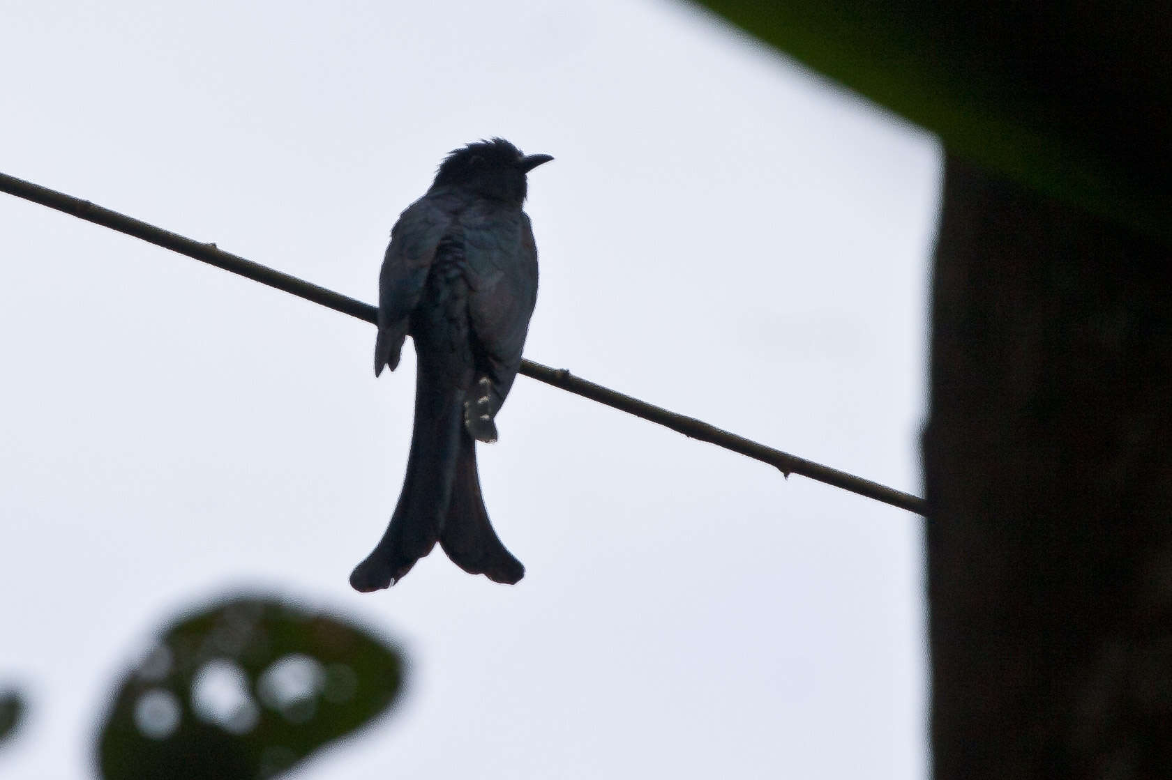 Image of Fork-tailed Drongo-Cuckoo