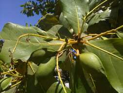 Image of tropical-almond