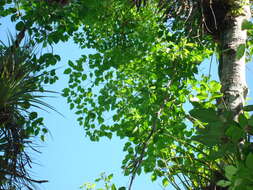 Image of Aralia rex (Ekman) J. Wen