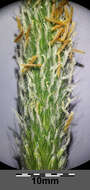 Image of meadow foxtail