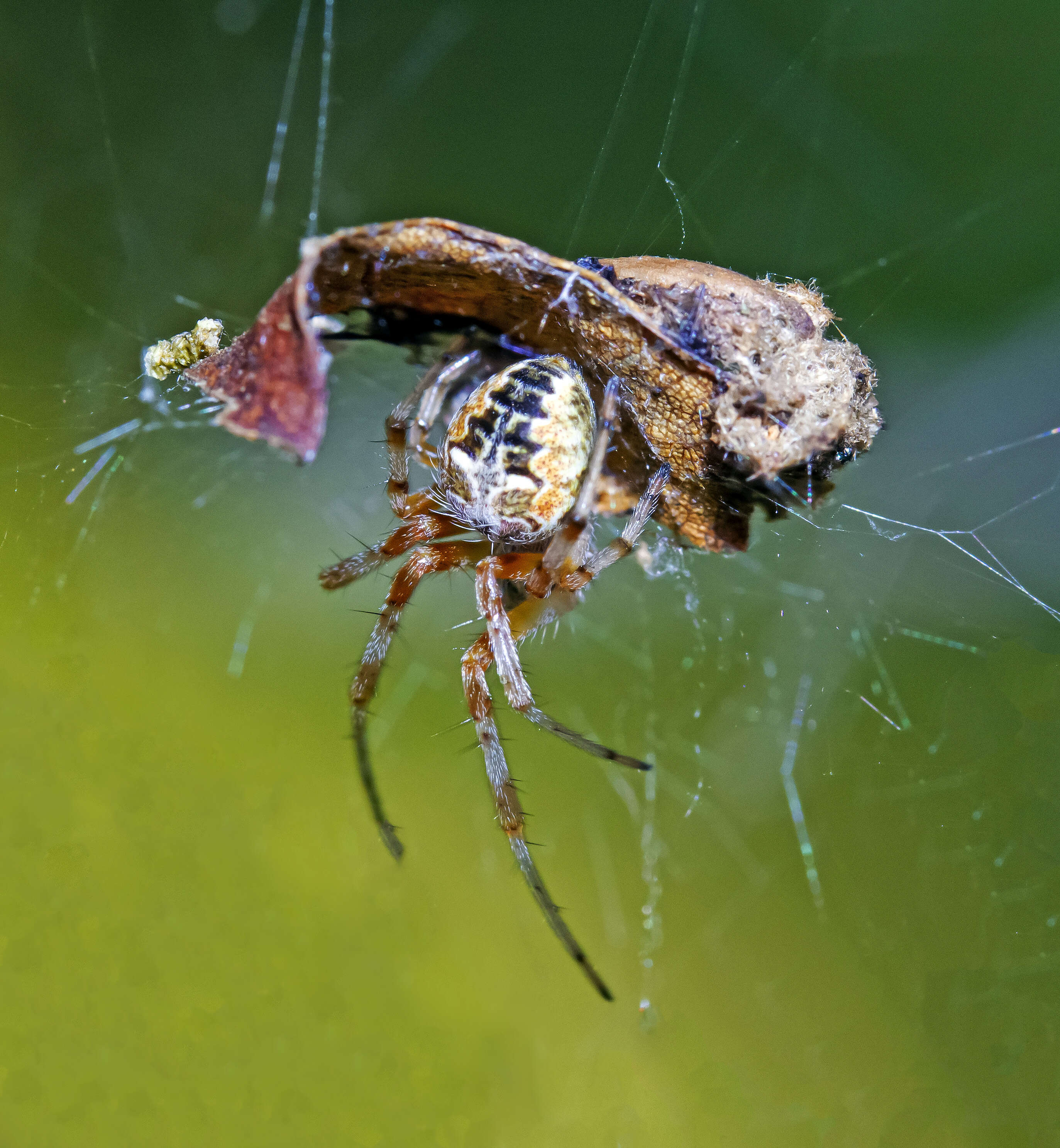 Image de Metepeira labyrinthea (Hentz 1847)