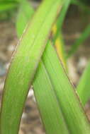 Image of witch grass