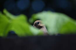 Image of American Mourning Dove